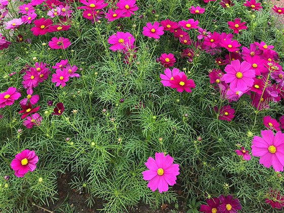 贵阳仿真花花艺|设计绿化厂房园林